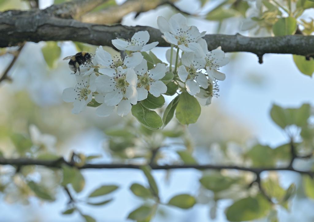 Biene beim Obstblüten-Besuch